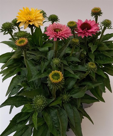 Echinacea purpurea Bolero svenskodlad