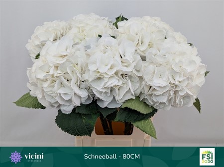 Hydrangea M Schneeball H=80