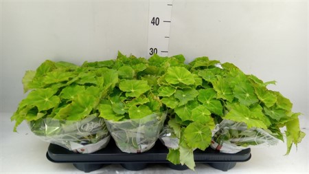 Begonia BD rex 'Beleaf Lima Love' * Ø12 H=22