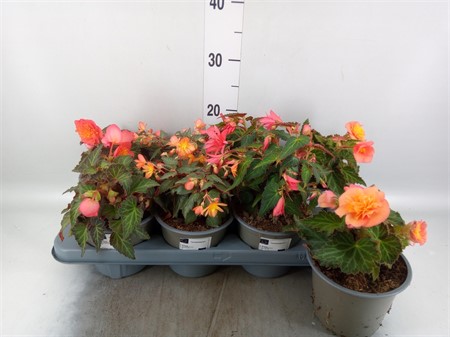Begonia tuber. 'Nonstop Mocca' .mix Ø14 H=22