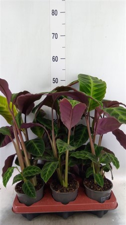 Calathea warscewiczii Ø12 H=45