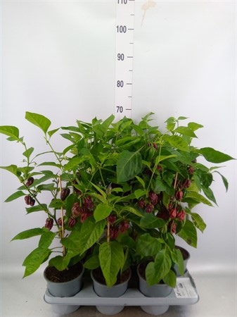 Capsicum annuum …Chilli Ø15 H=70