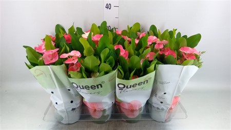 Euphorbia milii 'Charlotte' Queen Ø12 H=26