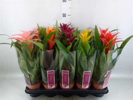 Guzmania mix Standaard mixed Ø12 H=50