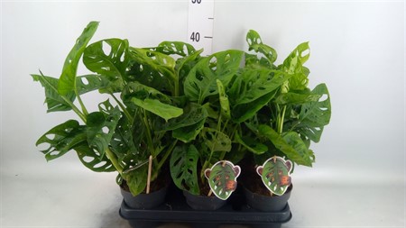 Monstera obliqua 'Leichtlinii' * KLIPP Ø12 H=35