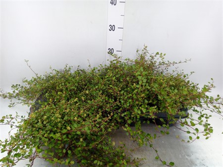 Muehlenbeckia com. 'Mao'ri' Ø11 H=19