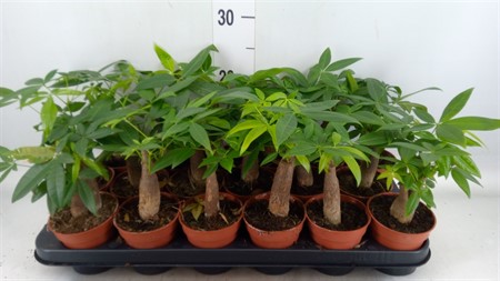 Pachira aquatica Ø9 H=23