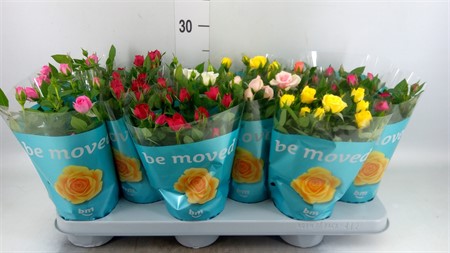 Rosa 'Beau Monde' mix i lådan KLIPP Ø510 H=25