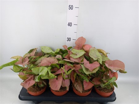 Syngonium podop. Pink KLIPP Ø12 H=25