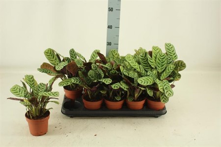 Ctenanthe burle-marxii Ø12 H=25