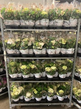 Hydrangea KLIPP Ø14 H=40