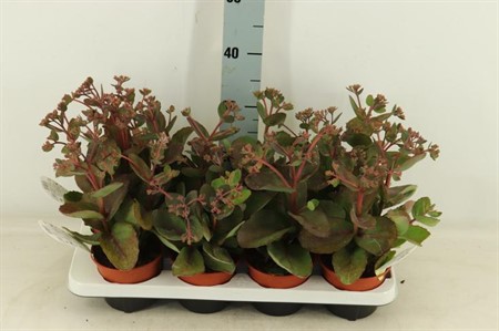 Sedum Matrona Ø13 H=30 ROOD