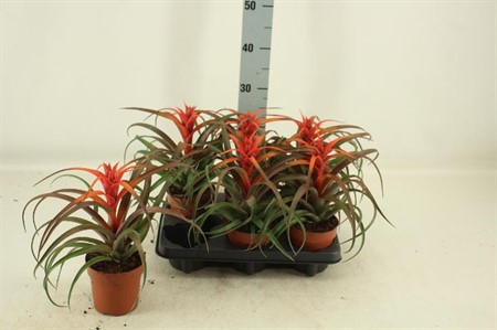 Tillandsia capitata Hermosa orange KLIPP Ø12 H=30