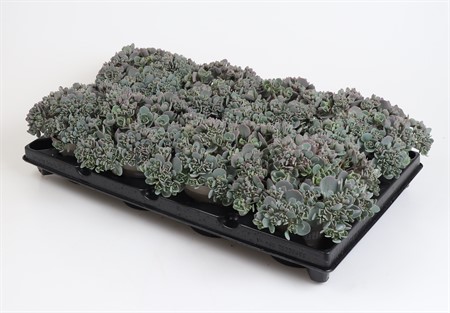 SEDUM CAUTICOLA PINK Ø12
