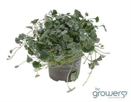 DICHONDRA SILVER FALLS 10,5Ø Ø10.5
