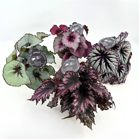 BEGONIA REX MIX 12Ø Ø12