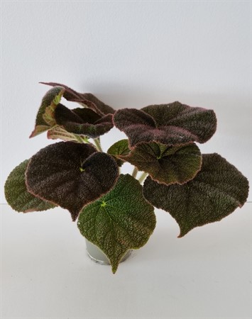 BEGONIA MASON RIVER 12Ø Ø12