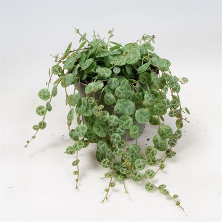PEPEROMIA PROSTRATA 9Ø Ø9