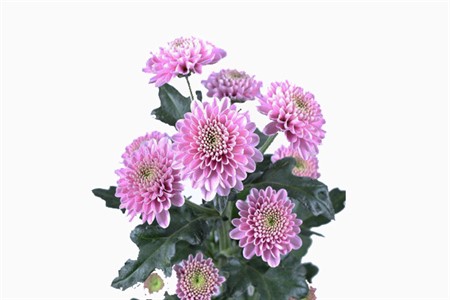 Chrys  Sant Rosa Ellison Pink 55