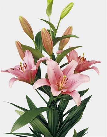 Lilja Rosa Brindisi 90
