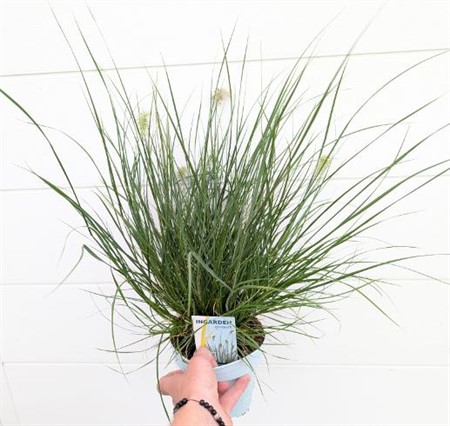 Pennisetum alopecuroides Hameln KLIPP Ø15 H=45