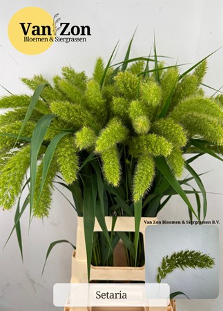 Setaria IT Volle Melk H=75