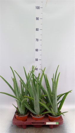 Aloe vera KLIPP Ø12 H=45
