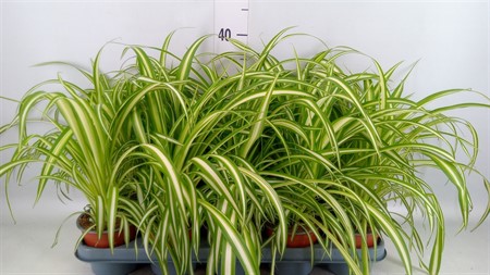 Chlorophytum com. 'Variegatum' Ø12 H=40