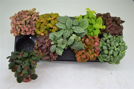 Fittonia mix KLIPP Ø12 H=20