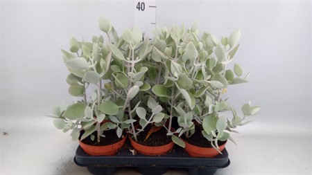 Kalanchoe NF ... hildebrandtii Ø13 H=30