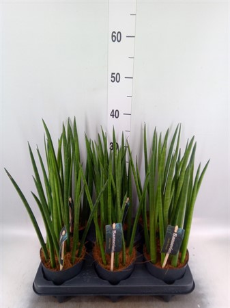 Sansevieria cyl.Straight KLIPP Ø12 H=39