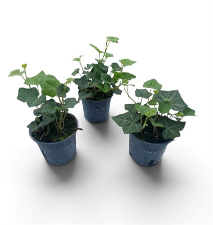 HEDERA HIBERNICA HESTOR 11Ø Ø11