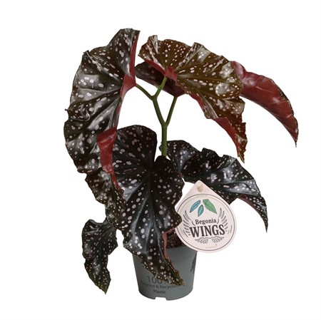 BEGONIA WINGS CRACKLING ROSIE 12Ø Ø12