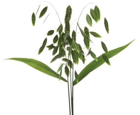 Chasmanthium latifolium 'Mantis' 70