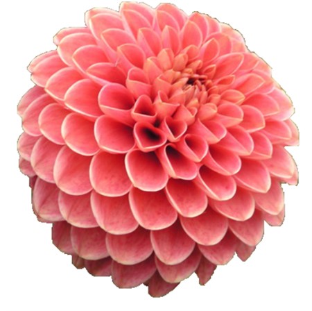 Dahlia Orange Fox 70