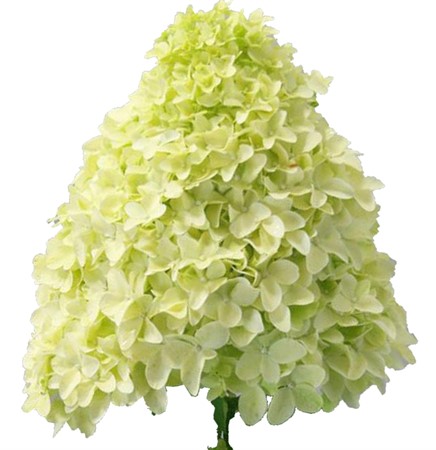 Hortensia Pan. Magical Candle 90