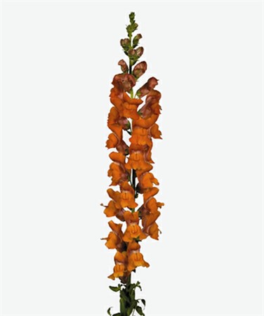 Lejongap Dark Orange 80
