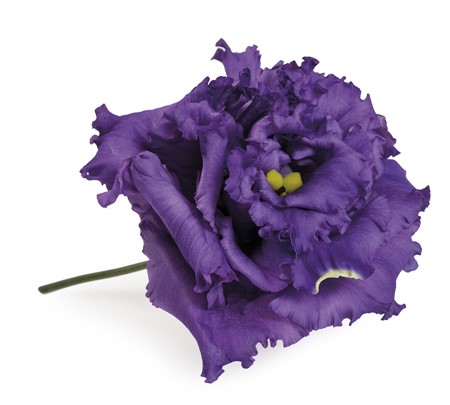 Lisianthus Alissa Blue 70