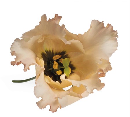 Lisianthus Falda Apricote 70