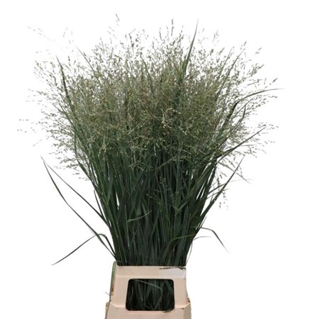 Panicum Heavy Metal 90