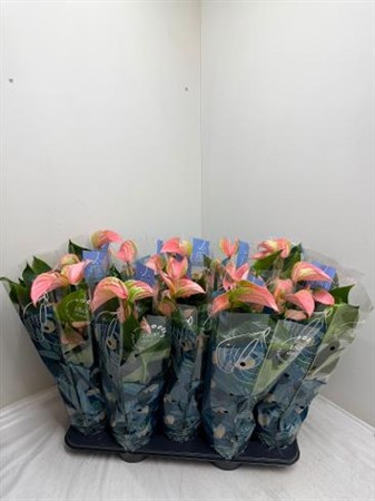 Anthurium andr. Karma Joli KLIPP Ø12 H=45 5+ BLM