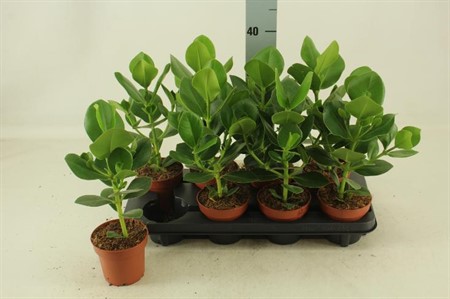 Clusia rosea Princess Ø12 H=40