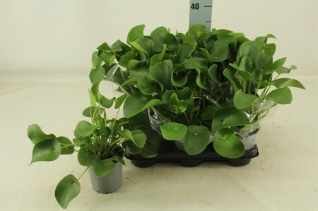 Pilea Peperomoides KLIPP Ø13 H=30