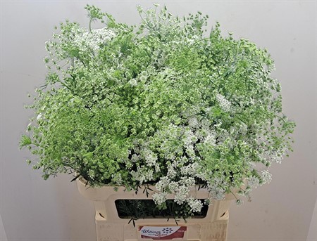 Ammi Majus H=80