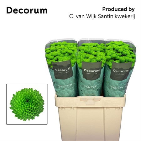 Chrysant S Country H=55