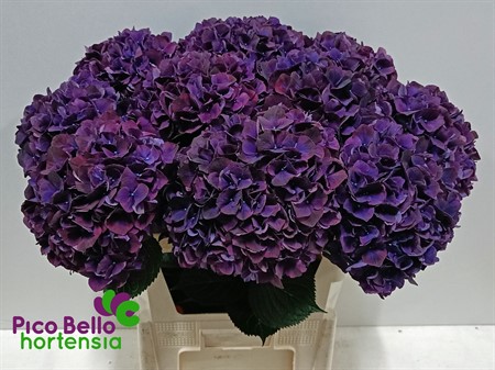 Hydrangea M Magical Rubyred Purple H=80