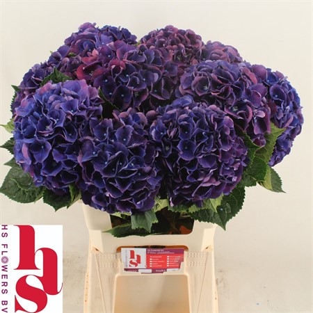 Hydrangea M Royal King H=60