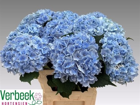 Hydrangea M Royal Symphony BL H=80
