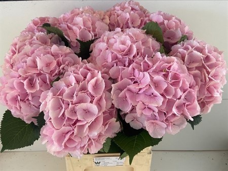 Hydrangea M Verena H=80