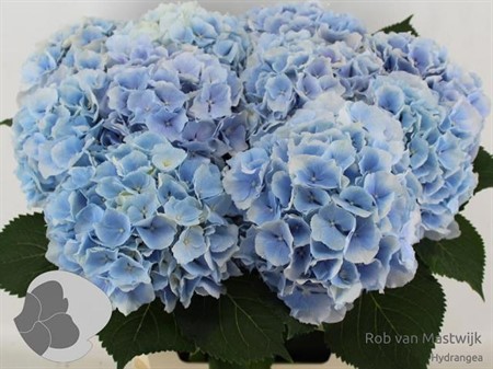 Hydrangea M Verena Blue H=80